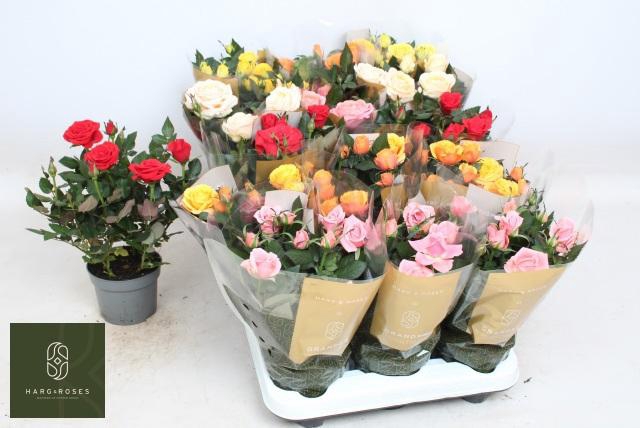 <h4>RO KORDAN GRANDE GEM</h4>