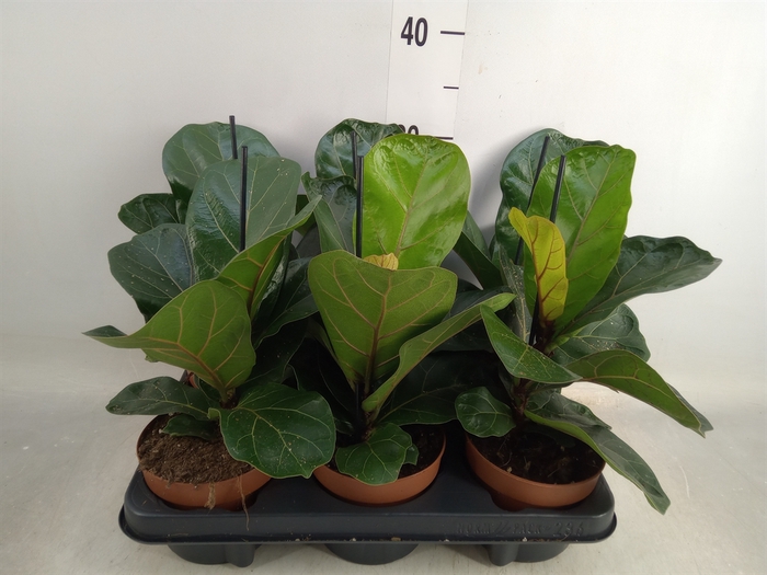 <h4>Ficus lyrata 'Bambino'</h4>