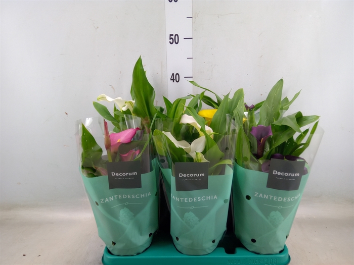 <h4>Zantedeschia   ...mix</h4>