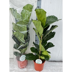 FICUS LYRATA