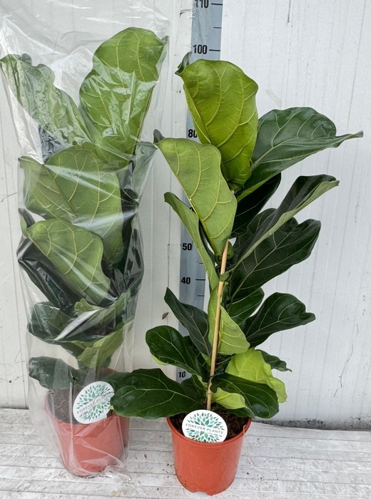 <h4>FICUS LYRATA</h4>