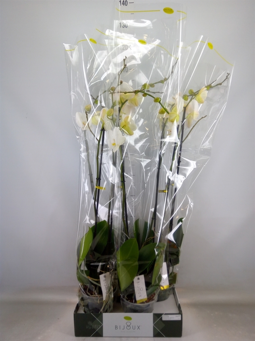 <h4>Phalaenopsis   ...white</h4>