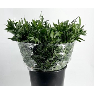 RUSCUS KORT