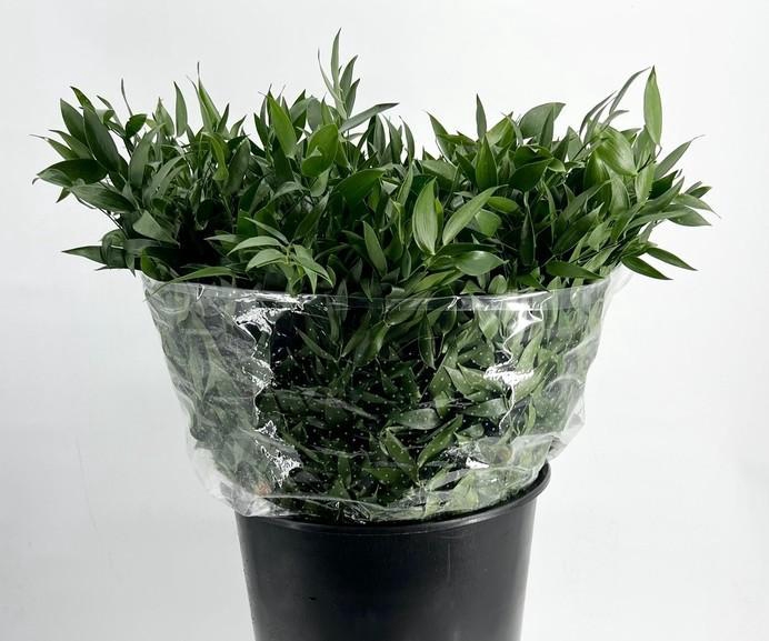 RUSCUS KORT