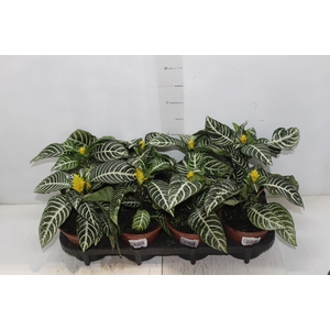APHELANDRA COM FLOR P15 COM FLOR