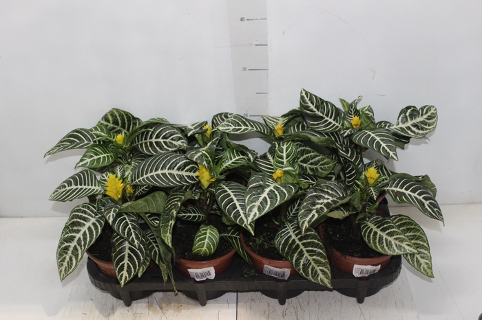 <h4>APHELANDRA COM FLOR P15 COM FLOR</h4>