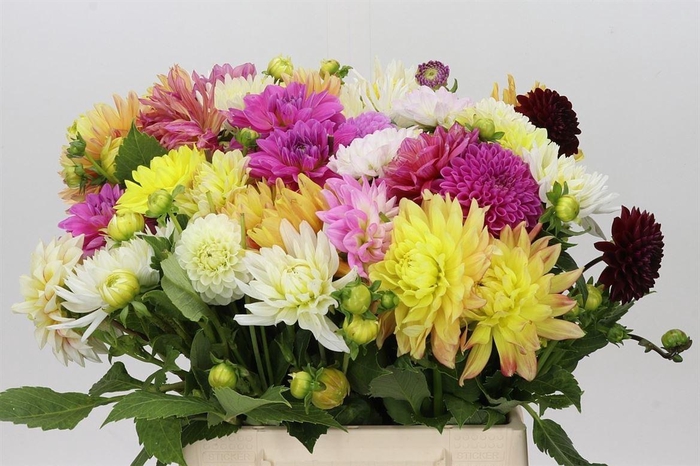 <h4>Dahlia Gemengd In Bos</h4>
