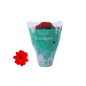 Kalanchoe Rosalina Don Justino 7cm