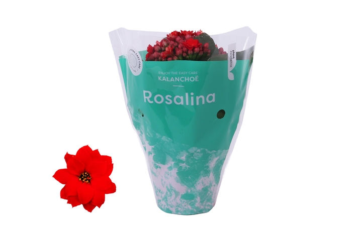 <h4>Kalanchoe Rosalina Don Justino 7cm</h4>