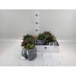 Arr.   Kamerplant Groen L%