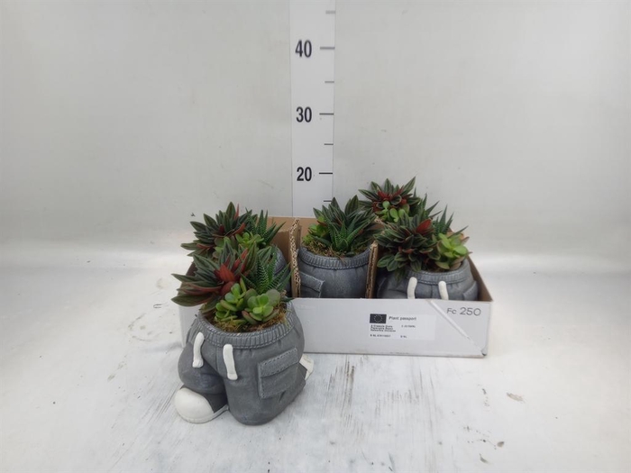 <h4>Arr.   Kamerplant Groen L%</h4>