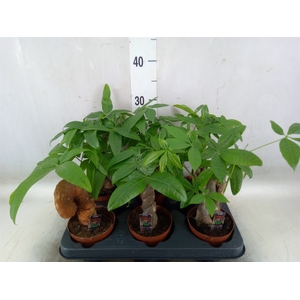 Pachira aquatica