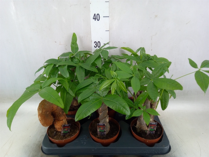 <h4>Pachira aquatica</h4>
