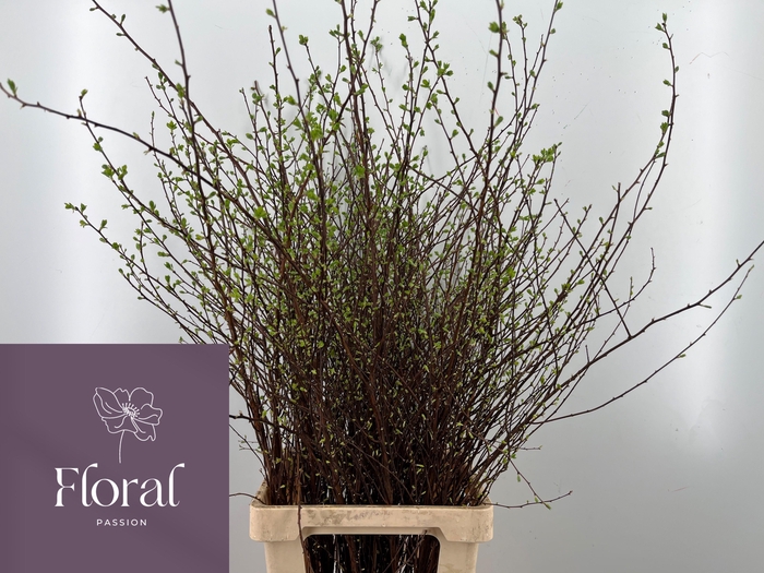 <h4>SPIR NIP SNOWMOUND</h4>