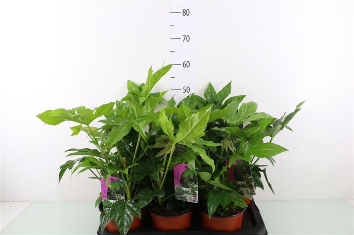 <h4>Fatsia Japonica Outdoor</h4>