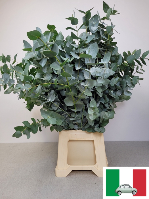 EUC CINEREA PB