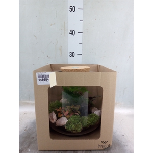 Arr.   Planten H%