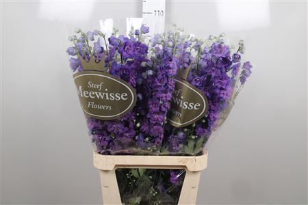 <h4>Delphinium DU 'Christel'</h4>