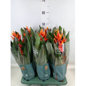Aechmea  'Pepita Elegant Flames'