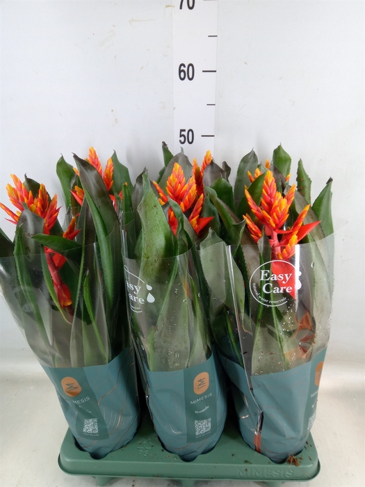 <h4>Aechmea  'Pepita Elegant Flames'</h4>