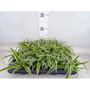 Chlorophytum com. 'Ocean'