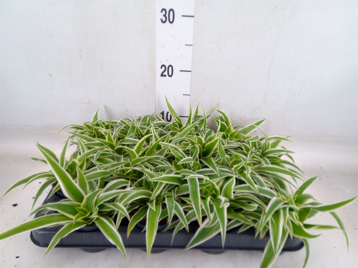 <h4>Chlorophytum com. 'Ocean'</h4>