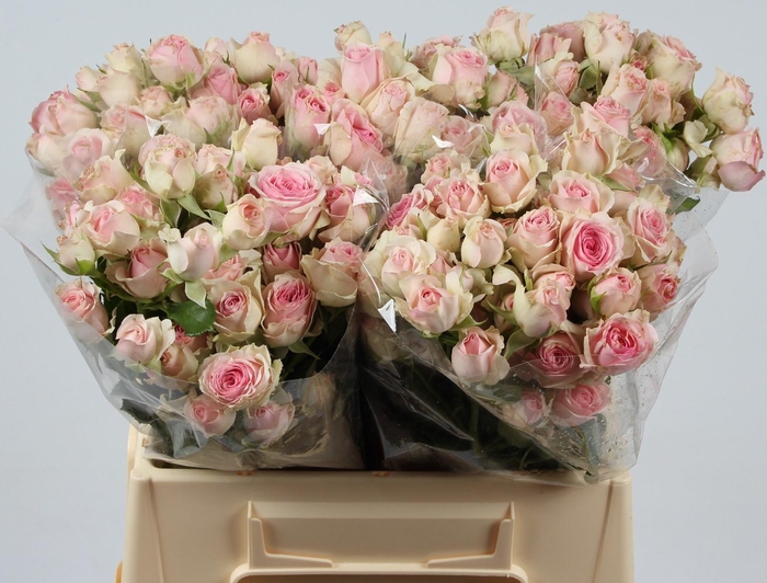 <h4>R TR DINARA</h4>