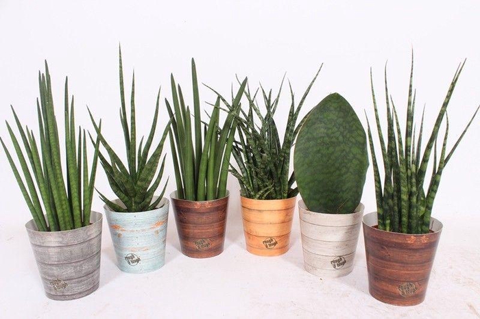 <h4>Sansevieria Luxe mix in Rough & Tough cup</h4>