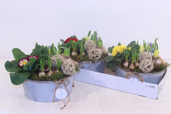 <h4>ARR TUINPLANTEN</h4>