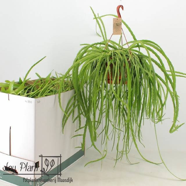 <h4>RHIPSALIS GEM</h4>