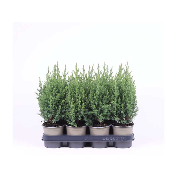 <h4>Juniperus chinensis 'Stricta'</h4>