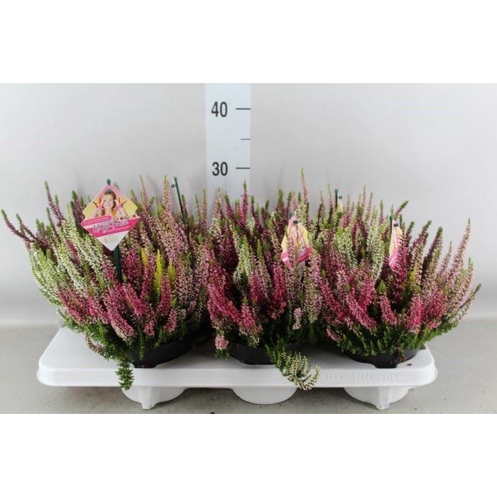 <h4>Calluna vulg. 'High Five'   ...mix</h4>