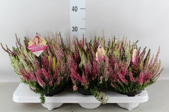 Calluna vulg. 'High Five'   ...mix