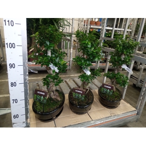 Ficus microcarpa 'Ginseng'