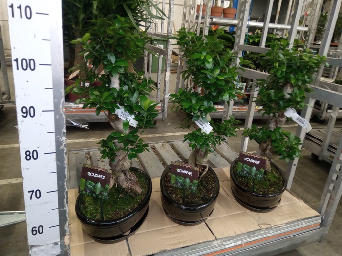<h4>Ficus microcarpa 'Ginseng'</h4>