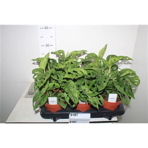 Monstera Adansonii