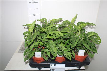 <h4>Monstera Adansonii</h4>