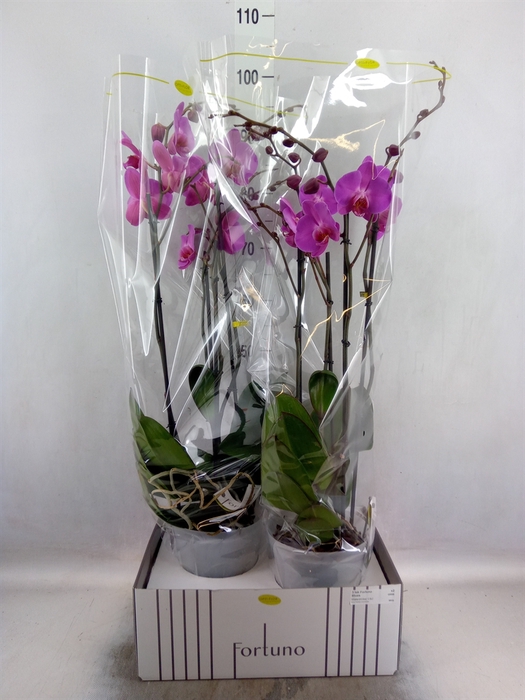 <h4>Phalaenopsis   ...lilac</h4>