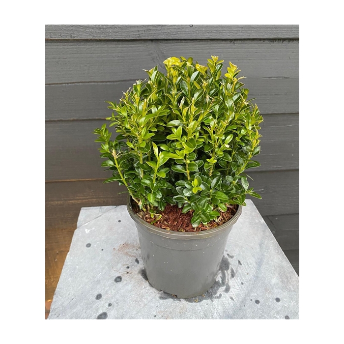 <h4>Buxus sempervirens bol</h4>