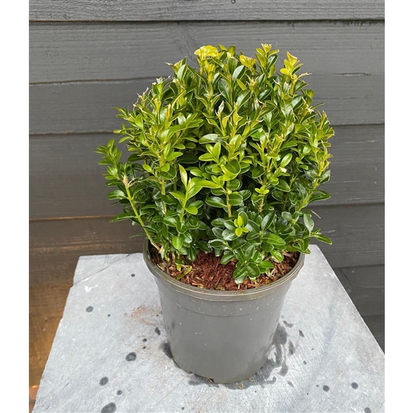 <h4>Buxus sempervirens bol</h4>