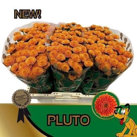 <h4>Chr S Pluto</h4>