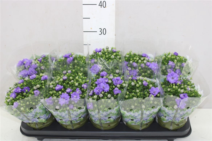 <h4>Campanula Blue Like Mee Double</h4>