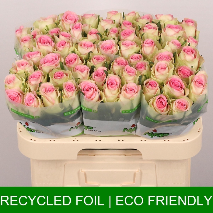 <h4>Fashion Girl</h4>