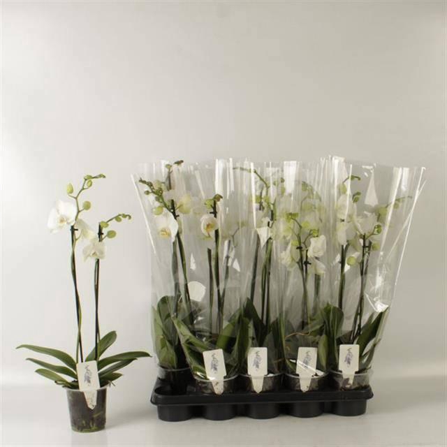 <h4>PHAL OV WIT</h4>