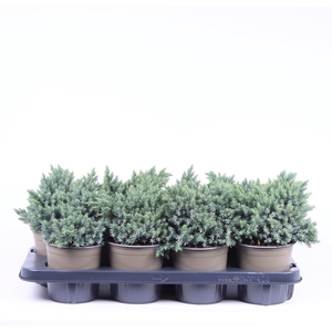 Juniperus squamata Blue Star