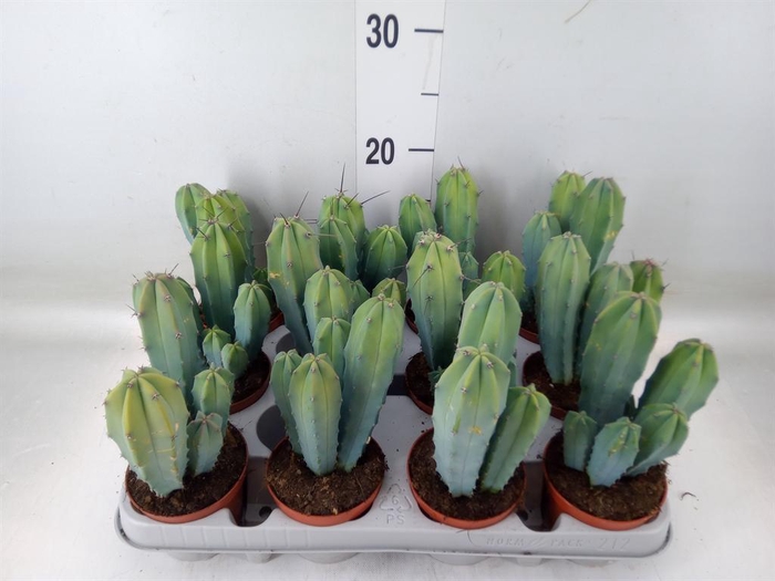 <h4>Cereus   ...</h4>