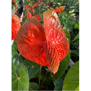 Anthurium Indiana Magic