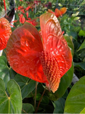 <h4>Anthurium Indiana Magic</h4>