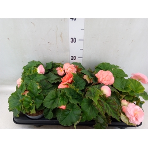 Begonia tuber. 'Fortune Pink'