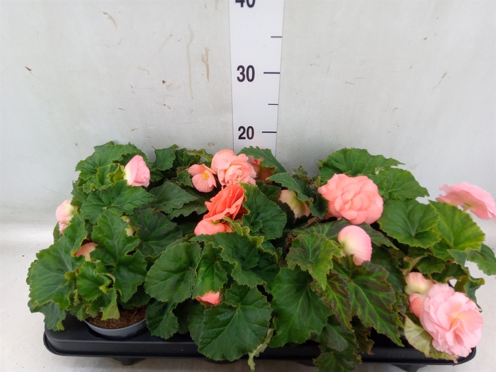 <h4>Begonia tuber. 'Fortune Pink'</h4>